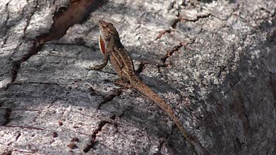 Common Florida lizard on a tree