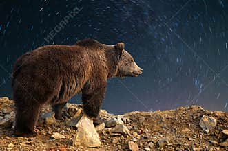Brown bear and night sky with star