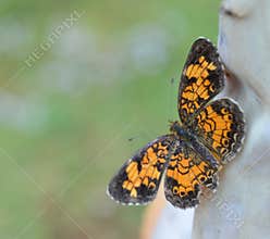 Macro photo of an orange and black Pearl Crescent butterfly