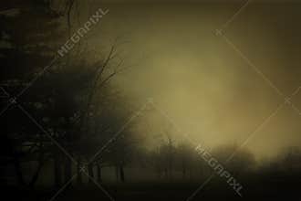 Trees in the Fog