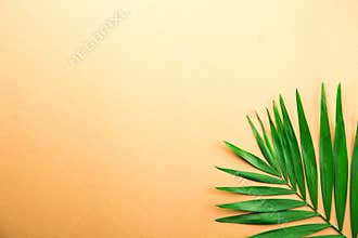 Single parlor palm leaf on orange gradient background