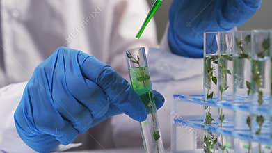 Examples of herbs in glass bottles for drug and cosmetics extraction with stand flask holder