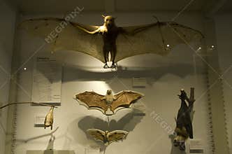 Dry bats displayed at Harvard museum of natural history