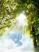 Sun light rays through trees