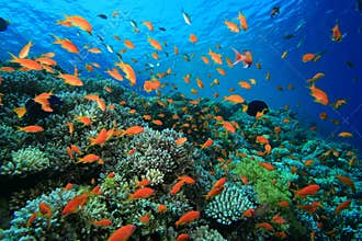 Colorful Coral Reef