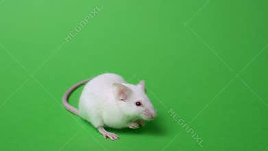 White laboratory mouse on a green background. Concept - animal experiments, vaccine trials, drugs