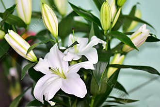 Very nice white lilly close up