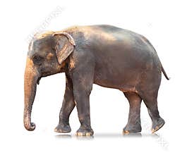 Elephant isolated on white background. Large mammals. Clipping path