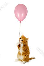 Cat and balloon