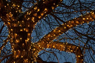 Beautiful Christmas lights around a tree branches against the light blue sky background in night