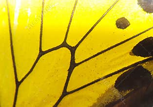 Butterfly wing yellow
