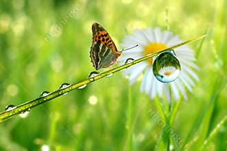 Dew and butterfly