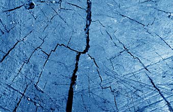 Old dirty tree cut close-up in navy blue tone