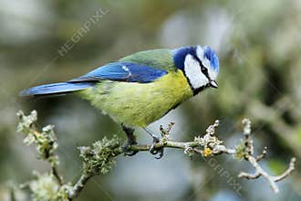 Blue Tit (Cyanistes caeruleus)