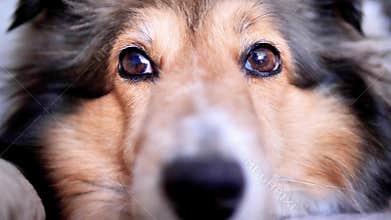 Close up portrait of a cute Shetland sheepdog lying on ground and looking with shining eyes