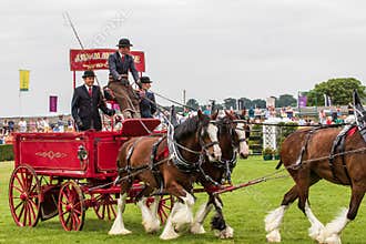 Cow judging at the Great Yorkshire Show