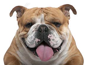 Close-up of English Bulldog, 18 months old