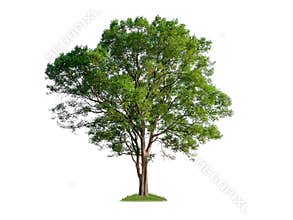 single tree with clipping path