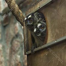 Two three-striped night monkeys, Aotus trivirgatus, peek out of a house