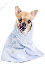 Funny Chihuahua with a blue towel