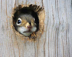 Baby Squirrel