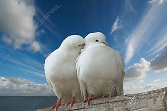 Wihte doves in love