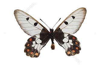 The White Butterfly 4