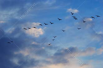 Geese in the sky