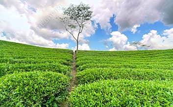 Lonely tree between green tea hill as a highlight for agricultural richness tea