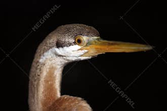 Australasian Darter