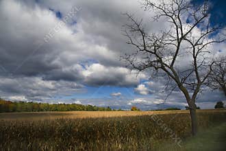 Harvest