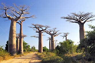 Avenue of the Baobabs