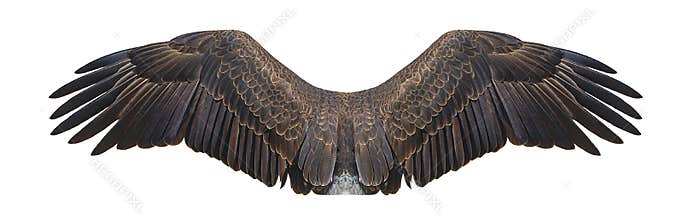 Bald Eagle Wings Isolated On White