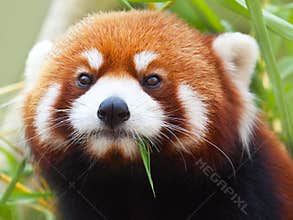Red Panda