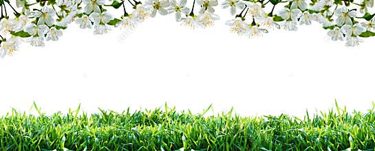 Flowers and green grass. Spring border.