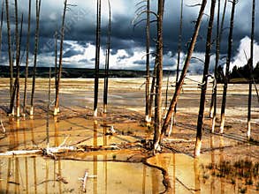 Still Standing After Fire and Rain