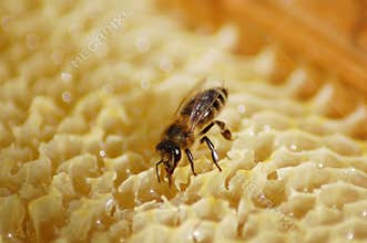 Honey bee