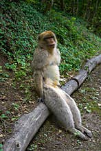 Barbary apes macaca sylvanus macaque monkey