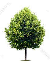 Linden tree