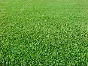 Golf greens