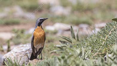 Male White-throated Robin Among Shrubbery