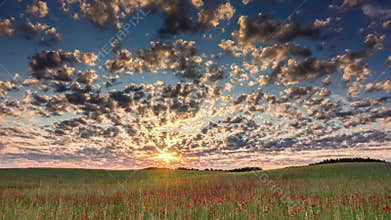 Wild poppies field and cloudy sky time lapse