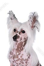 Chinese crested dog portrait isolated on white