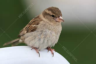 Female sparrow