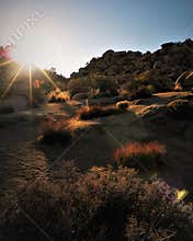 Desert Grasses Backlit at Sunset