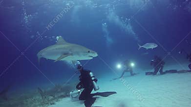 Big Gray Reef Shark with divers underwater on sandy bottom of Tiger Beach Bahamas.