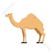 Camel in full growth. Mammal, family camelids, group cloven-hoofed animals.