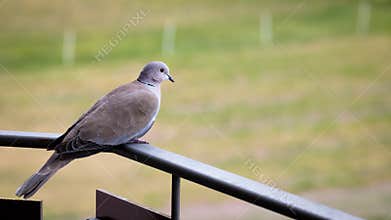 Pigeon on the balcony