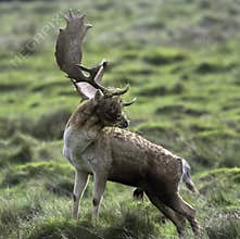 A young male deer with a face full of grass