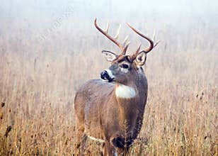 Rutting Whitetail Deer Buck